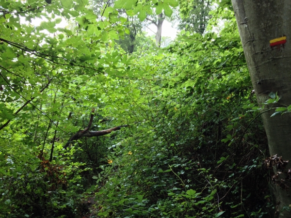 Notre chemin ici est balisé, comme on le voit à droite, mais un peu encombré !