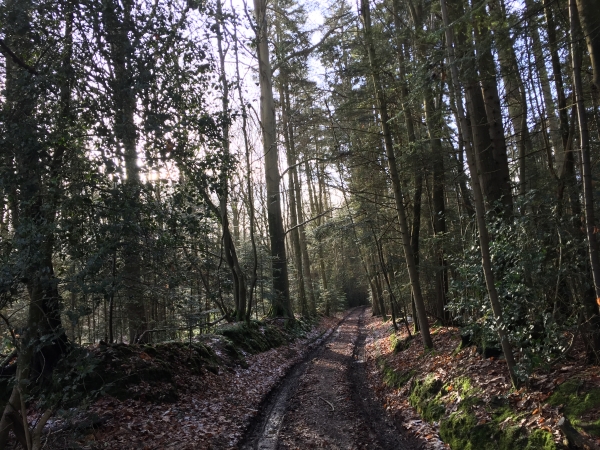 Toujours sur le GR26, nous sommes maintenant sur le Chemin de l'Arbre Robinson.