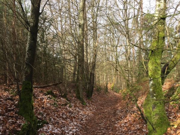 Nous sommes maintenant sur le coteau sud de la Charentonne, et descendons la Côte des Bruyères.