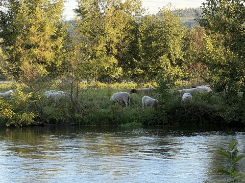 Sur l'autre rive, un troupeau de mouton prend son petit déjeuner.