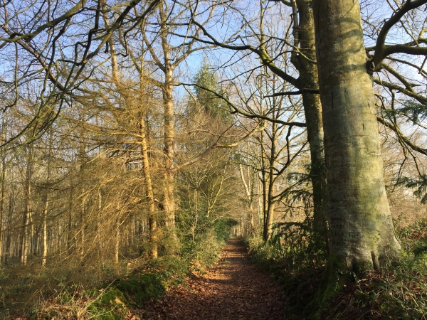 Chemin de la Tillaye au-dessus du Ravin du Rubec.