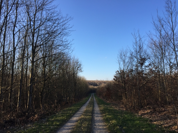Forêt domaniale de Lyons, route forestière Sainte-Catherine.