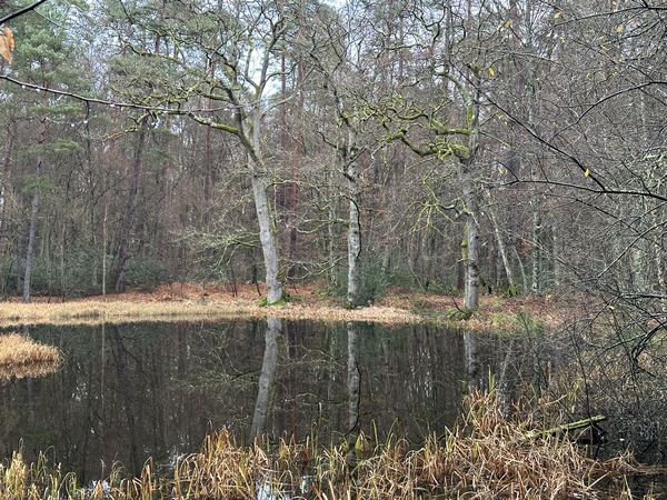 La Mare Tonne, est un point d'eau fréquenté et riche en traces d'animaux dans la boue et sur les arbres. Trois vieux chênes sont labelisé Arbres Remarques de la Mare Tonne.
