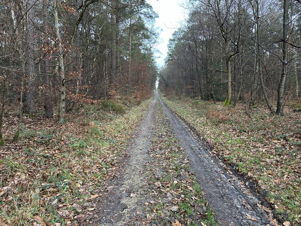 Le Chemin du Parapluie a disparu sous les carrières depuis quelques années (dans une forêt domaniale ?!) et je continue donc sur la voie forestière au Blaireau.