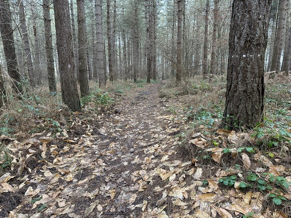 Je rejoins le très ancien chemin de la Brèche de l'Eglise, qui reliait le Moulin de la Vallée au centre bourg de Vatteville-la-Rue.