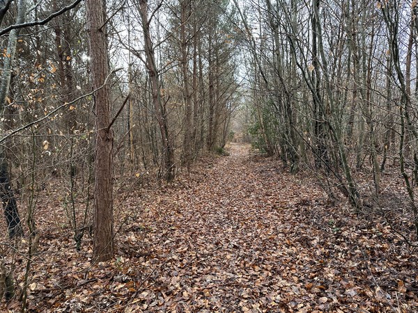 Je continue sur les chemins forestiers pour fermer la boucle.