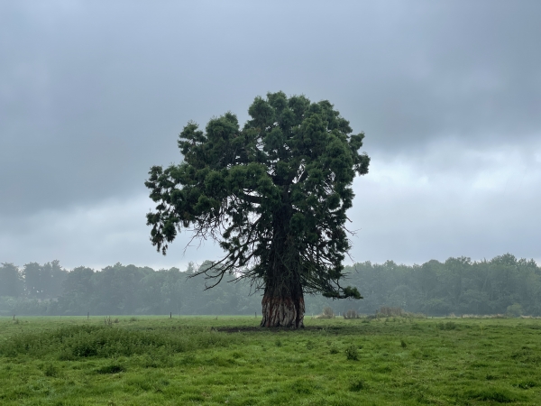 Peu après le château, voici la Cour du Cèdre et son vieux ... séquoia (raté !), isolé dans le pré.
