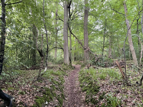 Nous suivons le GR2 pour sortir de Villequier et monter dans la forêt.