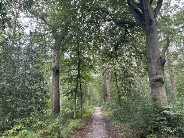 Sur le plateau, nous continuons à marcher en forêt jusqu'au lieu-dit la Cambuse.