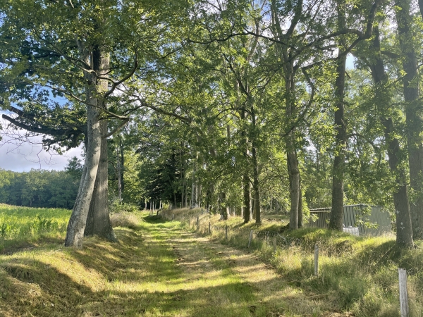 Nous entrons à nouveau en forêt de Villequier et marchons en direction du belvédère. Ce chemin n'est pas sur la carte IGN de notre appli, il est pourtant bien là et charmant.