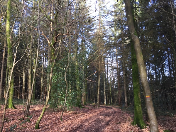 Nous entrons brièvement dans le bois. La balise jaune et rouge et celle du GRP des forêt de Haute-Normandie.