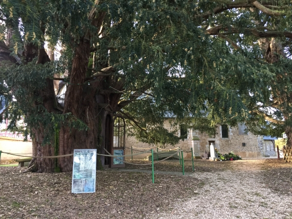 Nous passons devant les fameux ifs funéraires de la Haye-de-Routot, âgés d'environ 1500 ans. Ils sont plus anciens que l'église Notre-Dame à côté. Le diamètre du tronc des deux ifs a permis d'y aménager de petites chapelles.