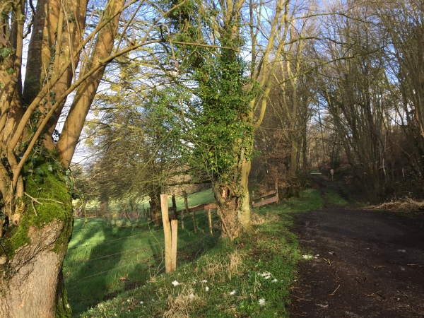 Nous entrons en forêt domaniale de Brotonne par le chemin de Travers.