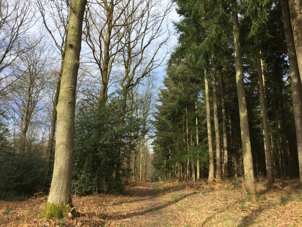 Nous reprenons notre chemin en forêt de Brotonne.