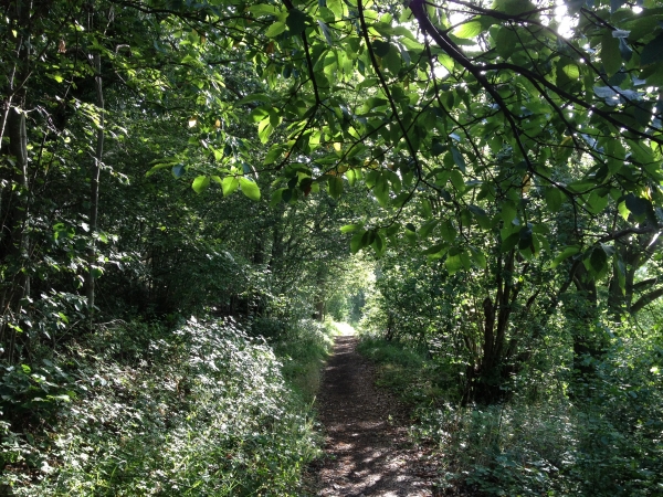 Nous traversons le bois de Senneville en direction du hameau du Plessis.