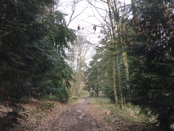 Nous voilà en forêt, dans la Vallée d'Hôtel.