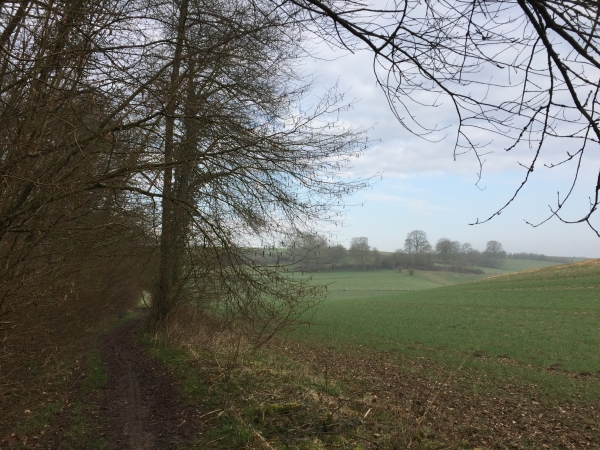 Notre passage en forêt a été rapide : la forêt ici est plutôt découpée. Notre chemin suit quelque temps la lisière.