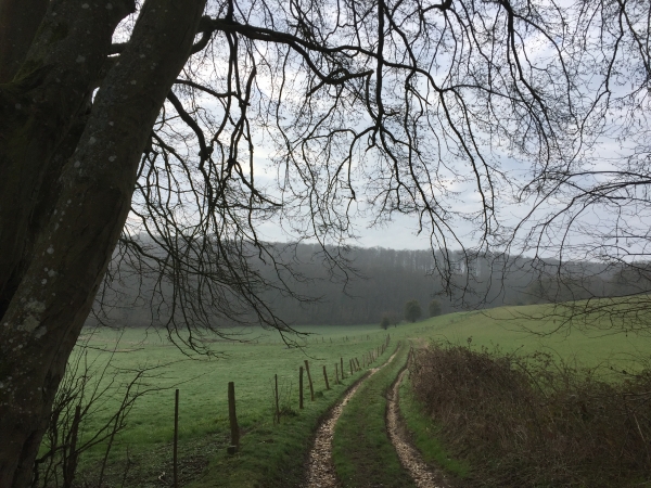 Nous traversons la Plaine du Moulin en direction d'une autre parcelle de forêt domaniale : les Hautes Avesnes.