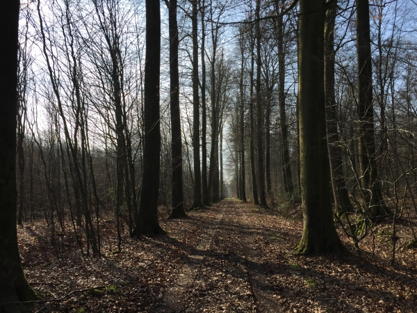 Nous sommes aux Ventes Légères, sur la route forestière de la Diligence.
