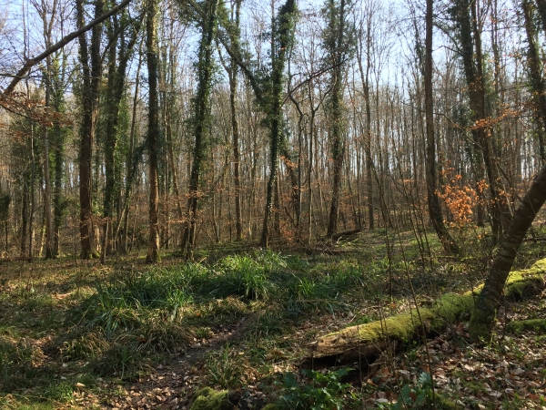 Nous sommes maintenant dans la Vallée Broc, sur le GR de Pays des Forêts de Haute-Normandie.