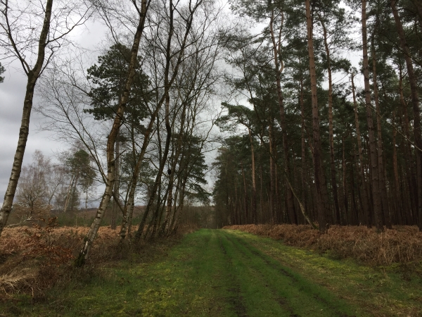 Après avoir traversé le Génétey, nous entrons en forêt domaniale de Roumare.