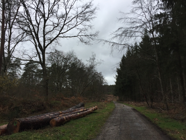 Forêt domaniale de Roumare, route forestière du Val. Nous suivrons ensuite la route forestière de St-Georges pour revenir vers notre point de départ.