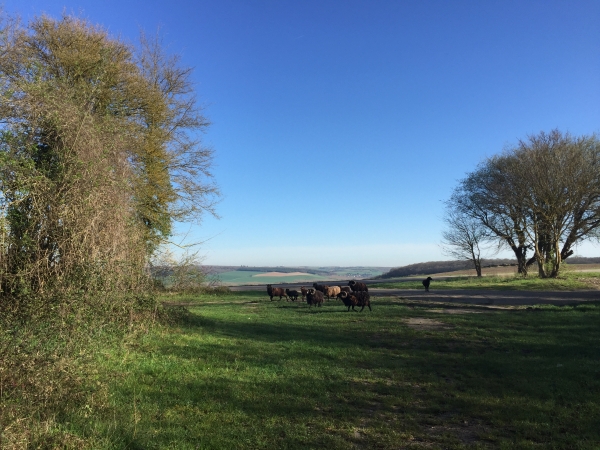 En quittant le donjon nous croisons un troupeau de moutons en liberté...