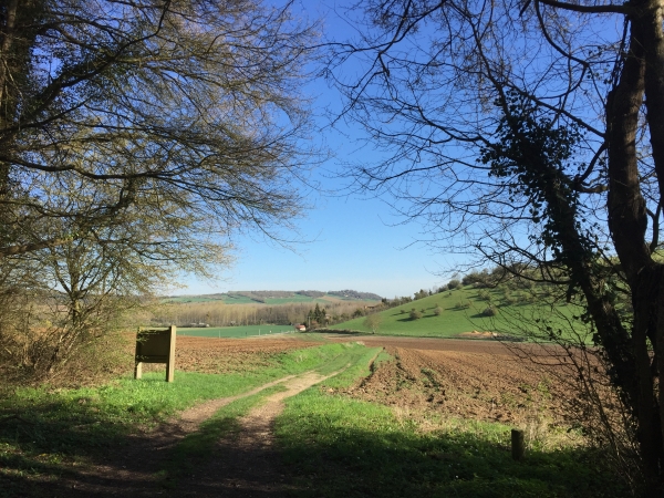 Nous sortons de la forêt aux Vaux et nous allons monter à droite sur la Côte aux Chiens.