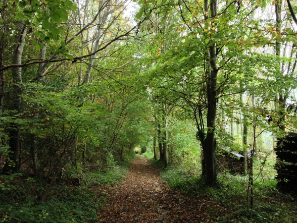 Nous descendons le petit bois de Brétigny en direction de Bailly-en-Rivière.
