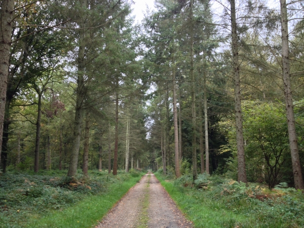 Nous traversons le bois de l'Archêque pui, ici, le bois du Farival.