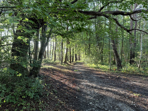 Nous marchons ici dans le bois des Réfondrés, sur le chemin des Cinq Chênes.