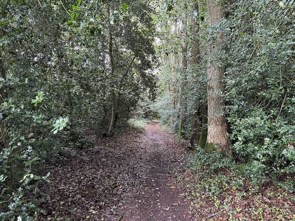 Nous suivons le chemin de la Côte Porel dans le bois Mazier.