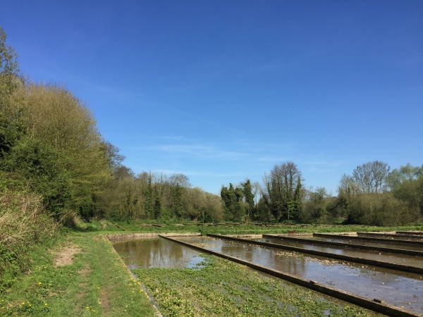 GR211, anciennes cressonnières de la Durdent.