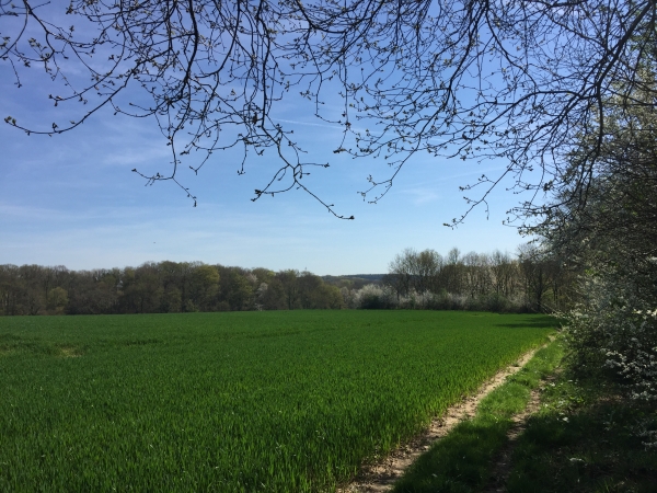 Plaine du Petit Veauville près d'Anvéville.