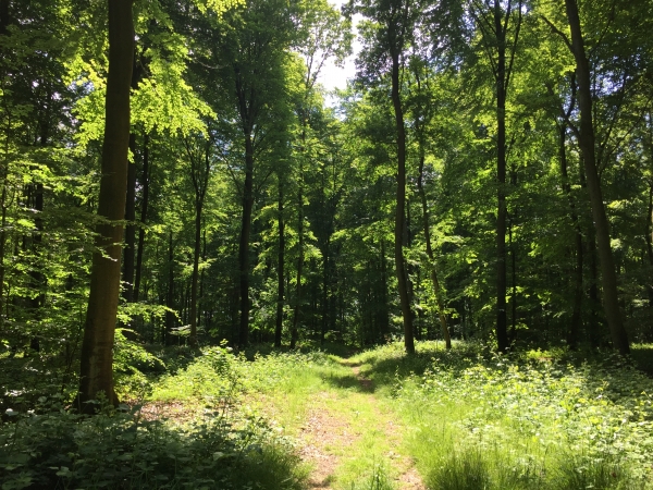 Forêt domaniale de Lyons.