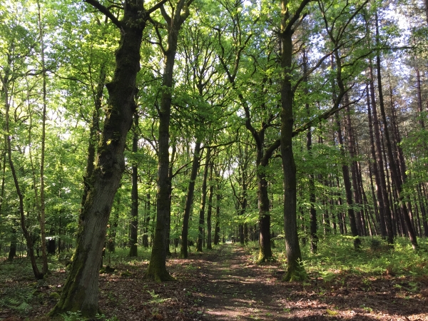 Nous remontons sur le plateau dans le Bois du Château Goujon par la route François 1er, bien raide au départ. Au XVIe siècle, ce roi est venu plusieurs fois chasser dans les environs. Il logeait au manoir Salverte à Heubécourt.