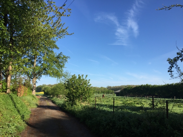Lammerville, nous marchons vers l'ouest en direction de la Saâne.