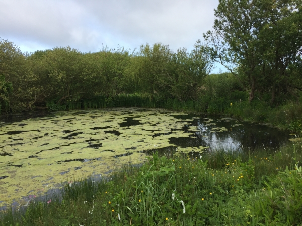 Clairefontaine, la mare.
