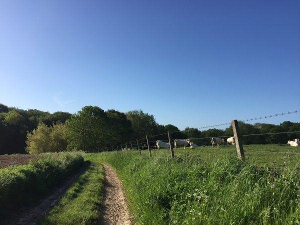 Hautot-l'Auvray, entrée dans la Grande Futaie.
