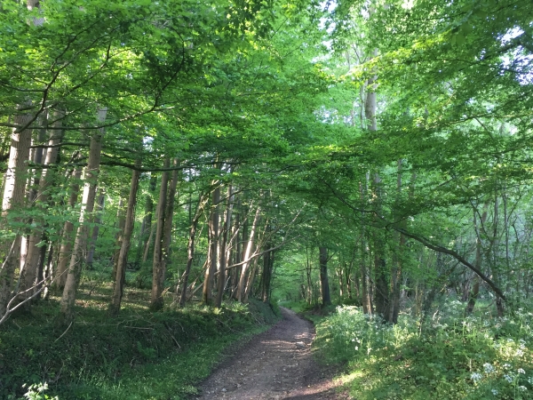 Hautot-l'Auvray, la Grande Futaie.