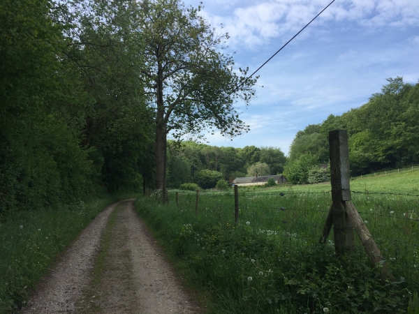 Vattetot-sur-Mer, Bois des Hogues.