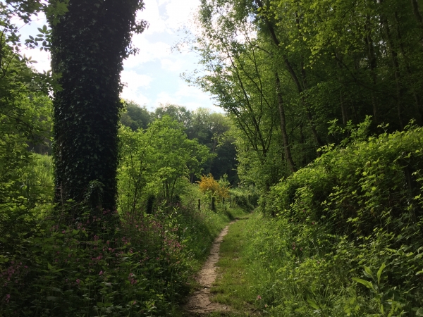 Vattetot-sur-Mer, bois des Cherfils.