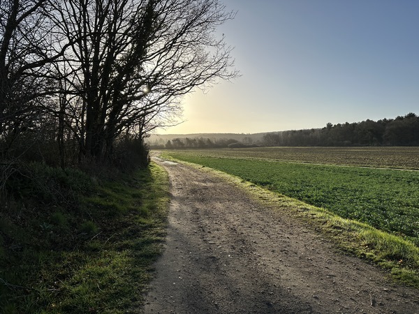 Nous tournons vers l'est, en direction de la forêt.