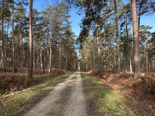 Nous avons quitté le GR222 pour tourner vers le nord, et suivons maintenant la route forestière de la Voie Blanche.
