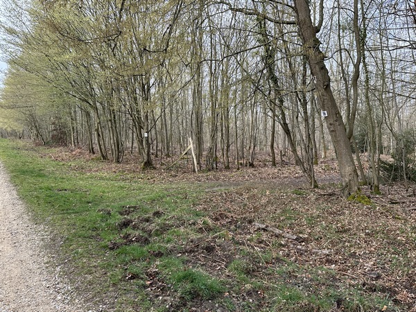 Nous quittons la route forestière pour tourner ici, à droite, sur le chemin qui sépare les parcelles 95 et 96.