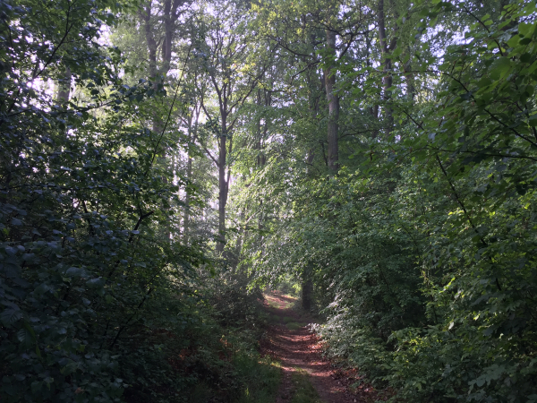 Nous sommes maintenant en forêt domaniale de La Londe-Rouvray.