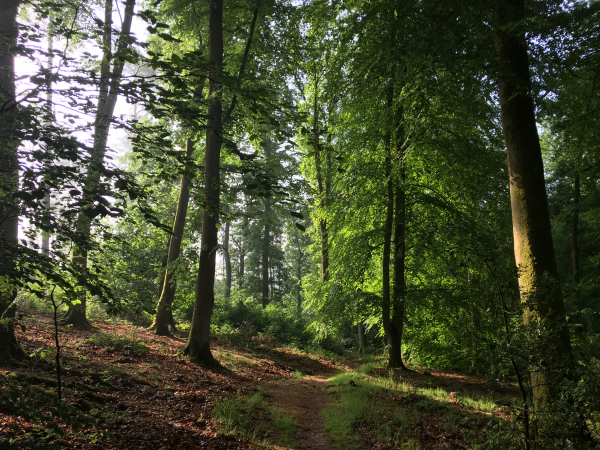 Nous longeons le bois privé, à notre droite, où se trouve la Pierre Tournante.