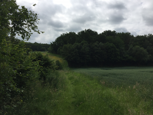 Après Epinay, nous suivons un long chemin qui va nous conduire jusqu'à Landepéreuse. Par endroits, ce chemin est encombré de hautes herbes. A éviter en période humide.