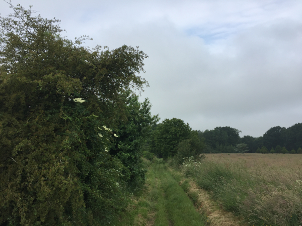 Nous quittons le GR211b pour descendre vers le vallon de l'ancienne voie ferrée de Motteville à St-Valéry.