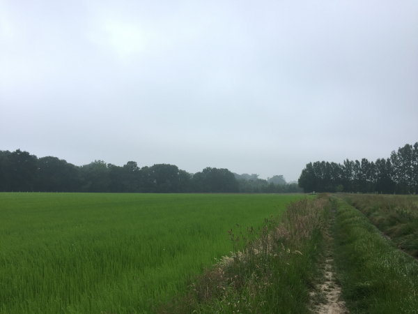 Un chemin herbeux prolonge le chemin du Pival. Nous allons tourner à gauche en lisière du bois.